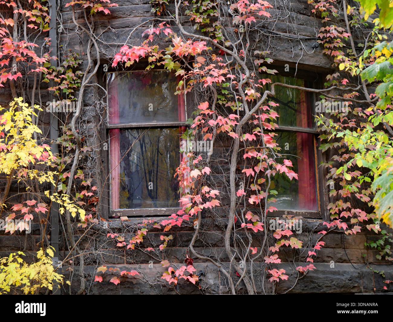 Efeu um fenster -Fotos und -Bildmaterial in hoher Auflsung  Alamy