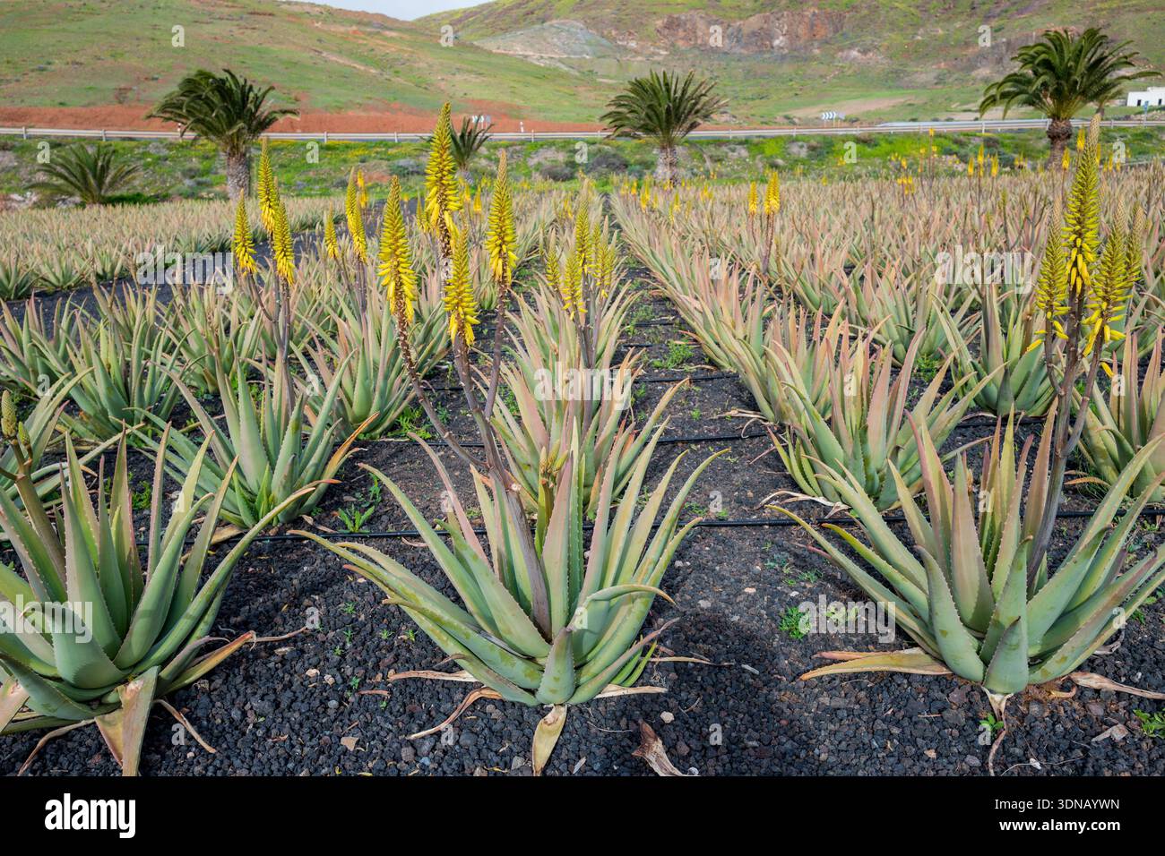 aloe vera hair spray After Sun Cooling Spray  Beauty by Earth
