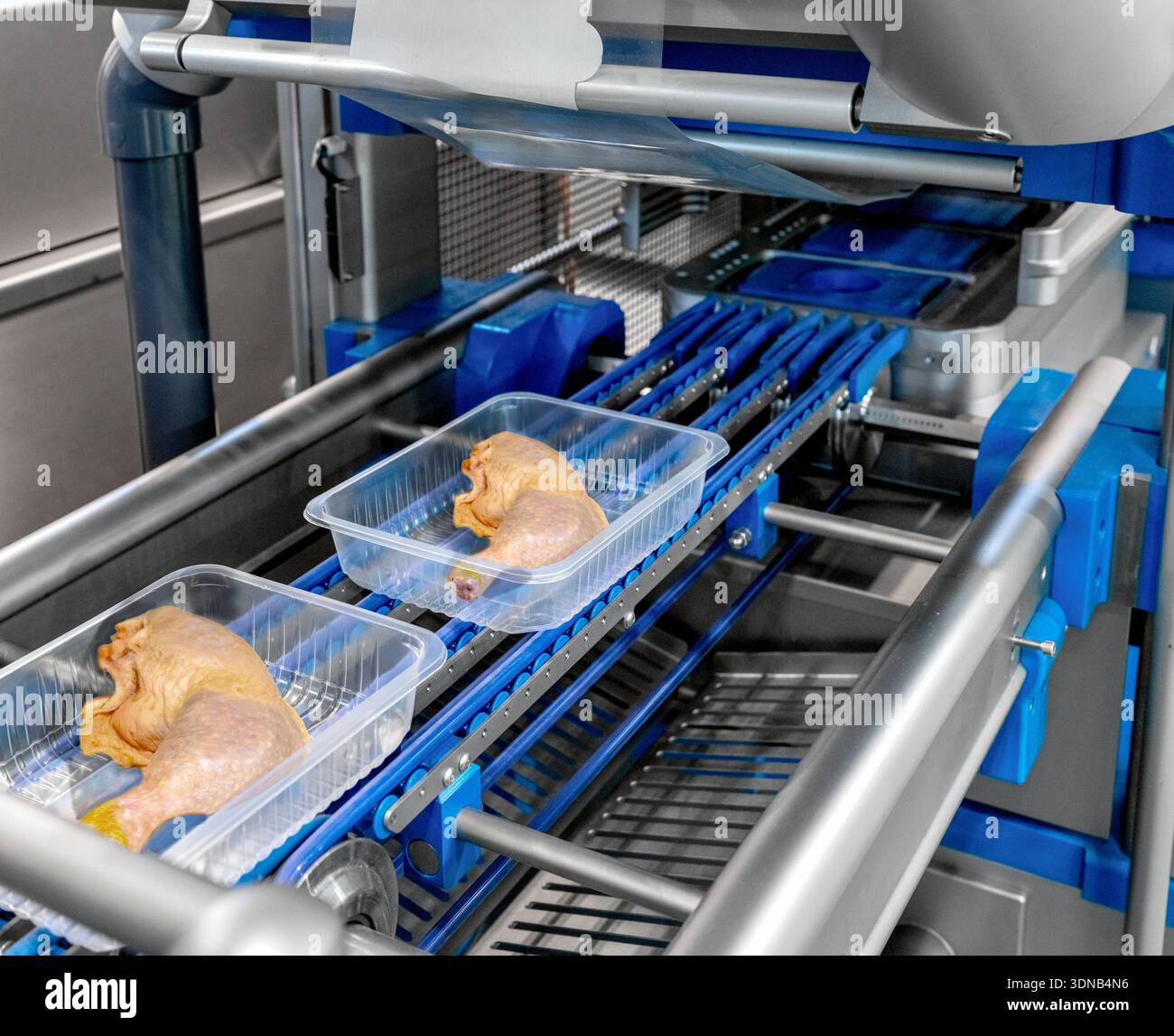 Industrielle Lebensmittelverpackungsmaschine, die frisches Hühnerfleisch für den Einzelhandel versiegelt Stockfoto