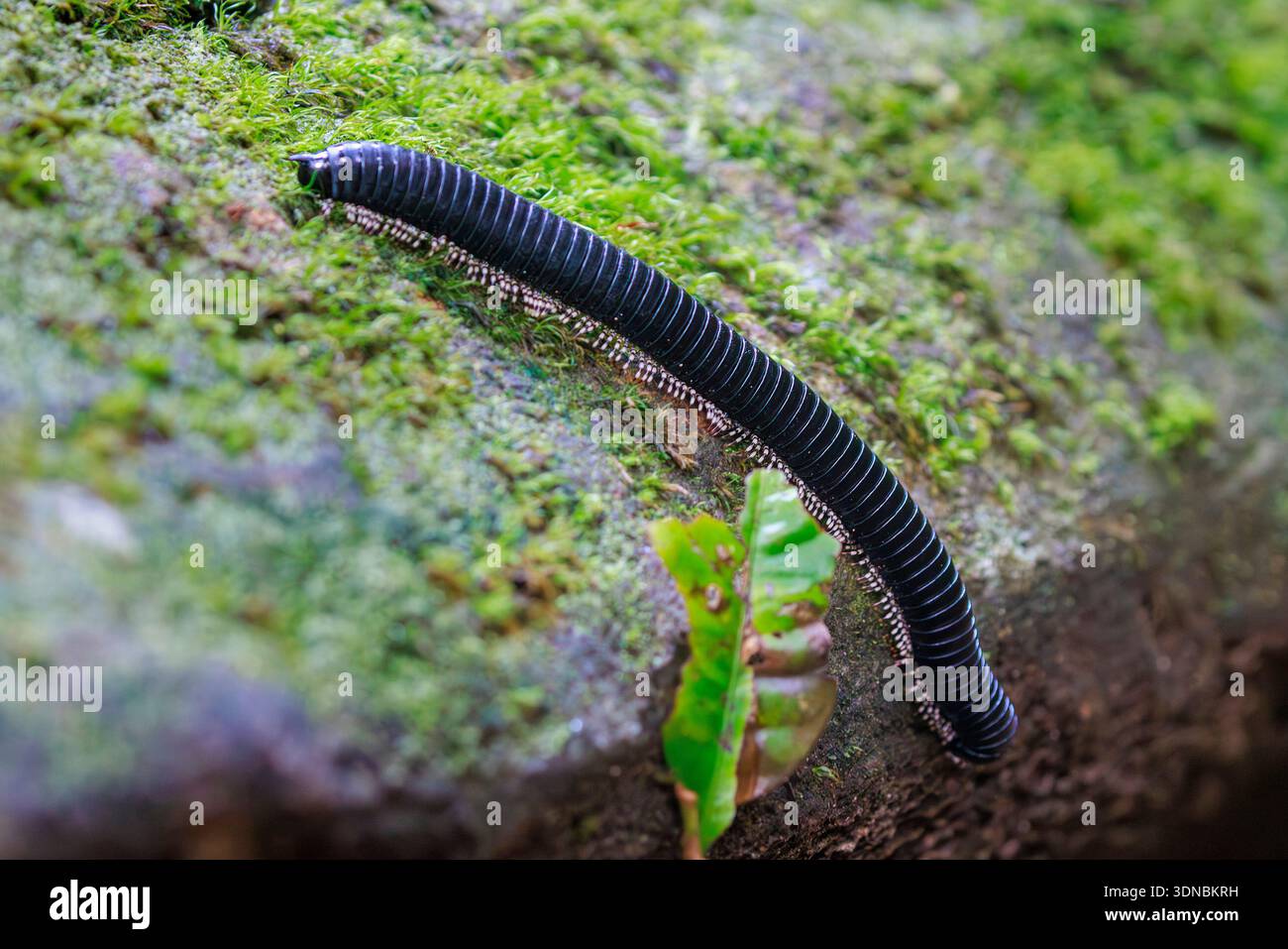 Riesiger Schwarzer Millipede krabbelt im Sinharaja Regenwald, Sri Lanka Stockfoto