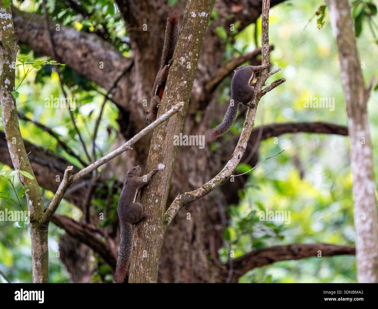 Drei Eichhörnchen klettern und interagieren auf Baumstamm und Ästen im dichten Green Forest Habitat Stockfoto