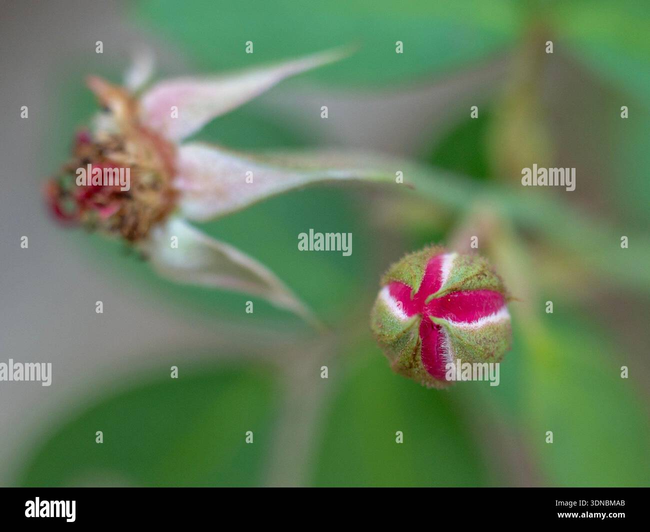 Makroaufnahme der roten Rosenknospe aus grünen Sepalen mit verschwommener verwelkter Blume im Hintergrund weiches Bokeh Stockfoto