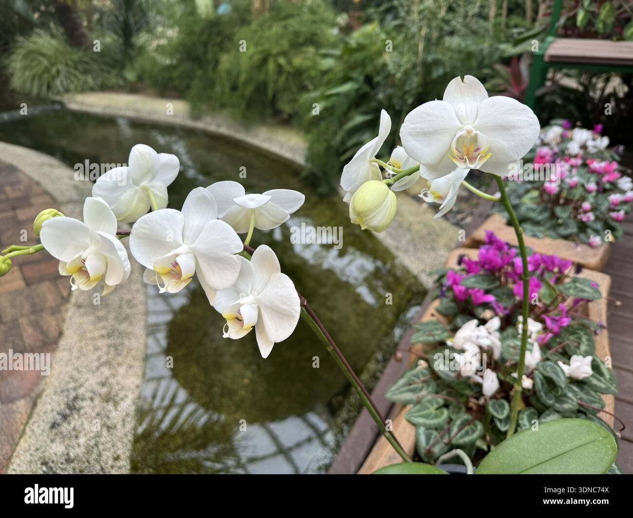 Weiße Phalaenopsis-Orchideen blühen am Teich im südkoreanischen tropischen Gewächshaus Stockfoto