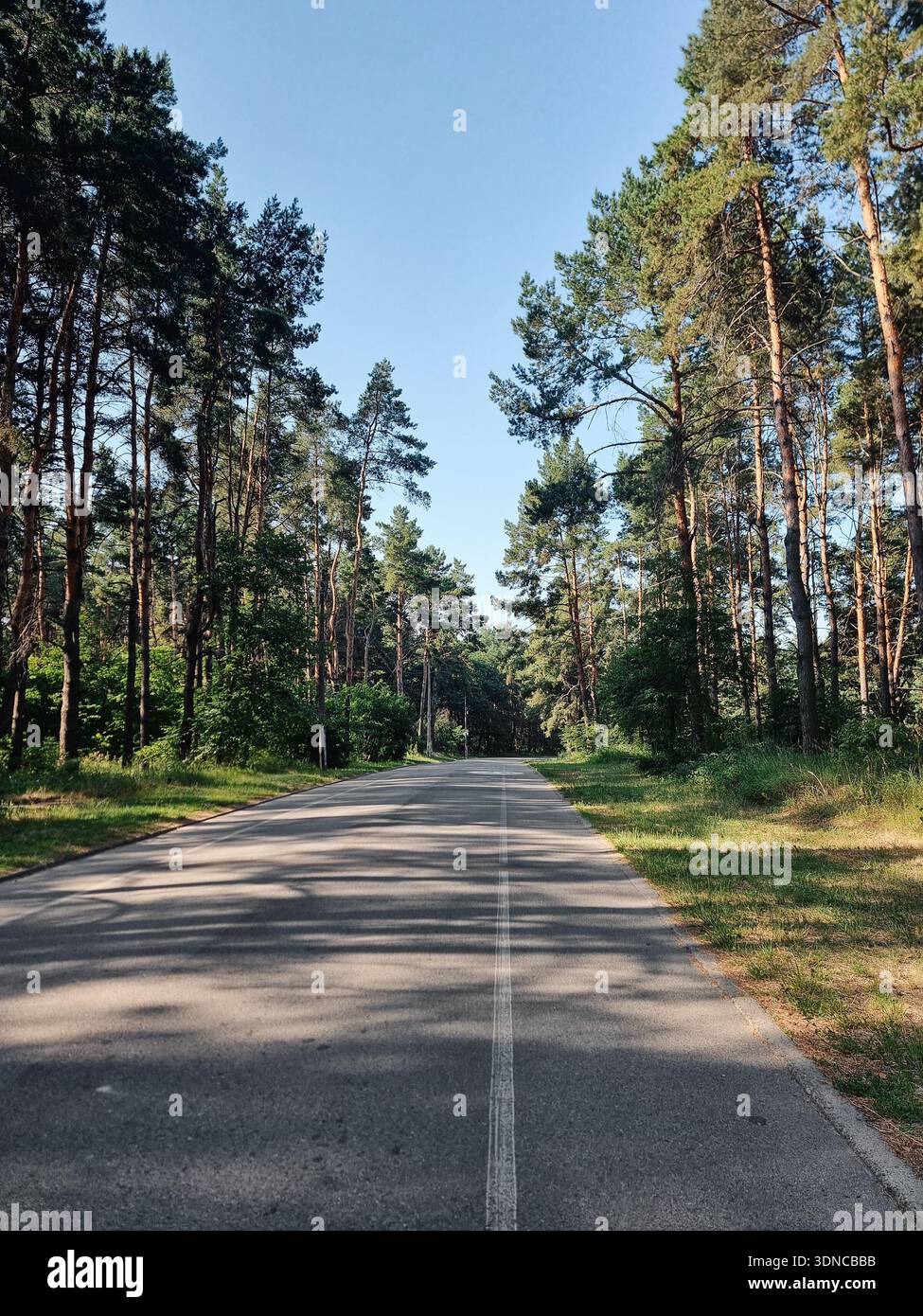 Straße durch Kiefernwald am Sommermorgen. Schwindender Blick auf die asphaltierte Asphaltstraße durch Kiefernwälder an sonnigen Tagen. Stockfoto