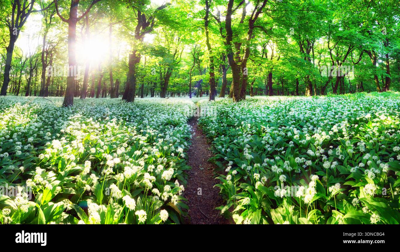 Wilder Knoblauch in Blüte mit Sonne in grüner Waldlandschaft Stockfoto