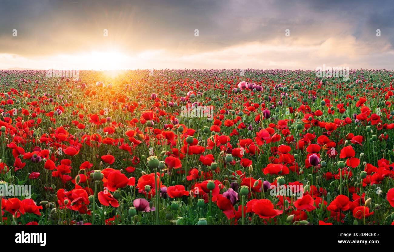 Panorama eines Feldes aus roten Mohnblumen vor dem Hintergrund des Abendhimmels Stockfoto