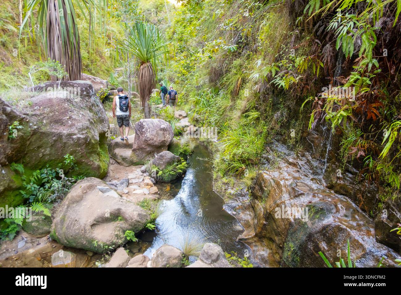Madagaskar, Region Ihorombe, Ranohira, Isalo Nationalpark Stockfoto