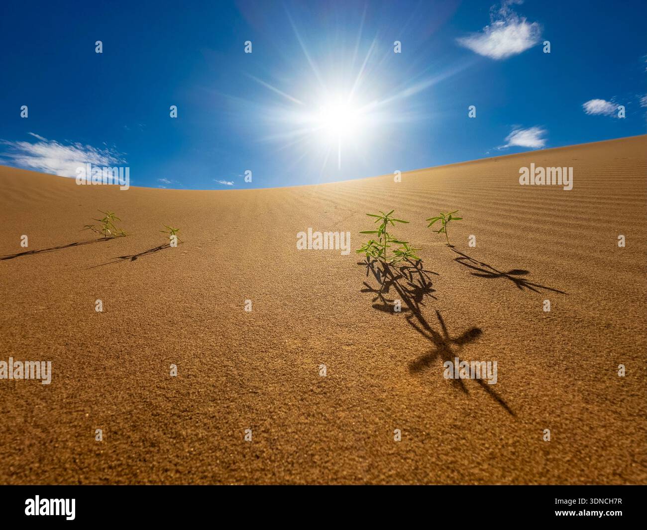 Marokko, Sahara, Region Drâa-Tafilalet, M'Hamid El Ghizlane, junger Schuss, der kurz nach dem Regen aus dem Sand einer Düne auftaucht Stockfoto