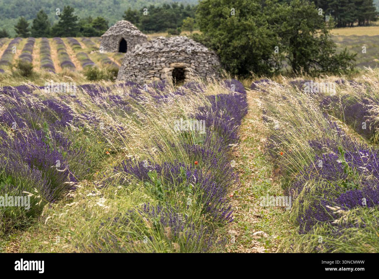 Frankreich, Drome, Drome Provencale, Bezirk Sault, Ferrassieres, Lavendelfeld und Trockensteinhütten, im Hintergrund Bories genannt Stockfoto