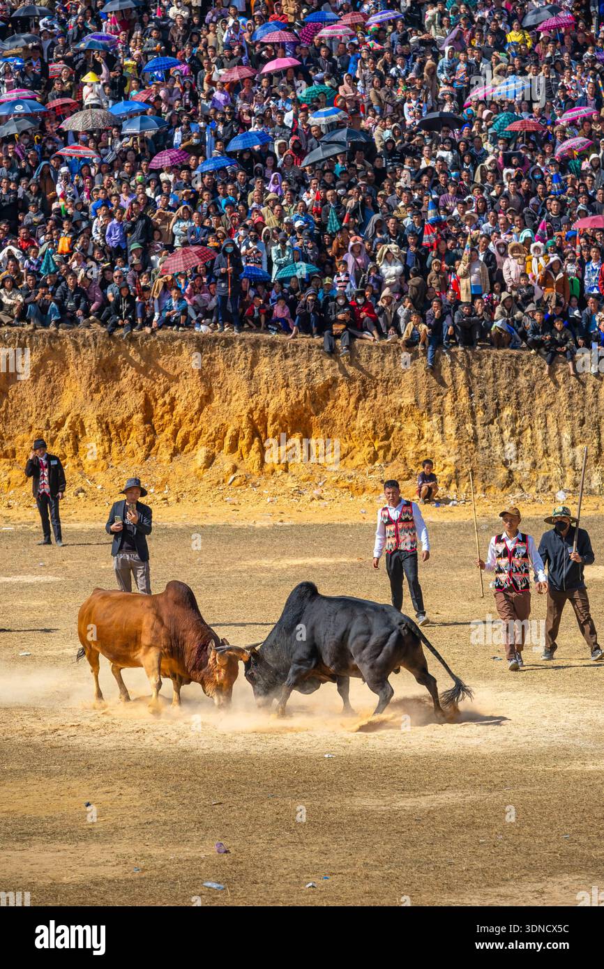 Laos, Provinz Xiangkhouang, Phonsavan, Hmong Neujahrsfeiern, Kampf gegen Stiere und Büffel Stockfoto