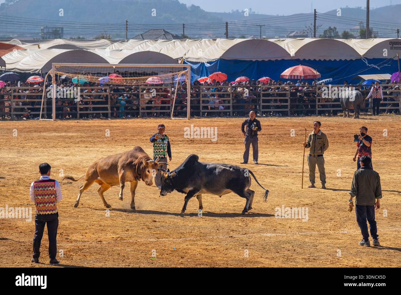 Laos, Provinz Xiangkhouang, Phonsavan, Hmong Neujahrsfeiern, Kampf gegen Stiere und Büffel Stockfoto