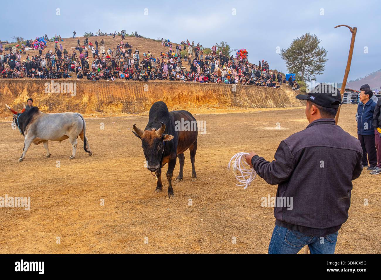 Laos, Provinz Xiangkhouang, Phonsavan, Hmong Neujahrsfeiern, Kampf gegen Stiere und Büffel Stockfoto