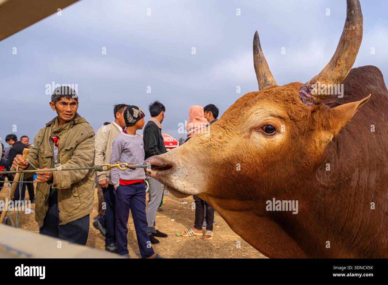 Laos, Provinz Xiangkhouang, Phonsavan, Hmong Neujahrsfeiern, Kampf gegen Stiere und Büffel Stockfoto