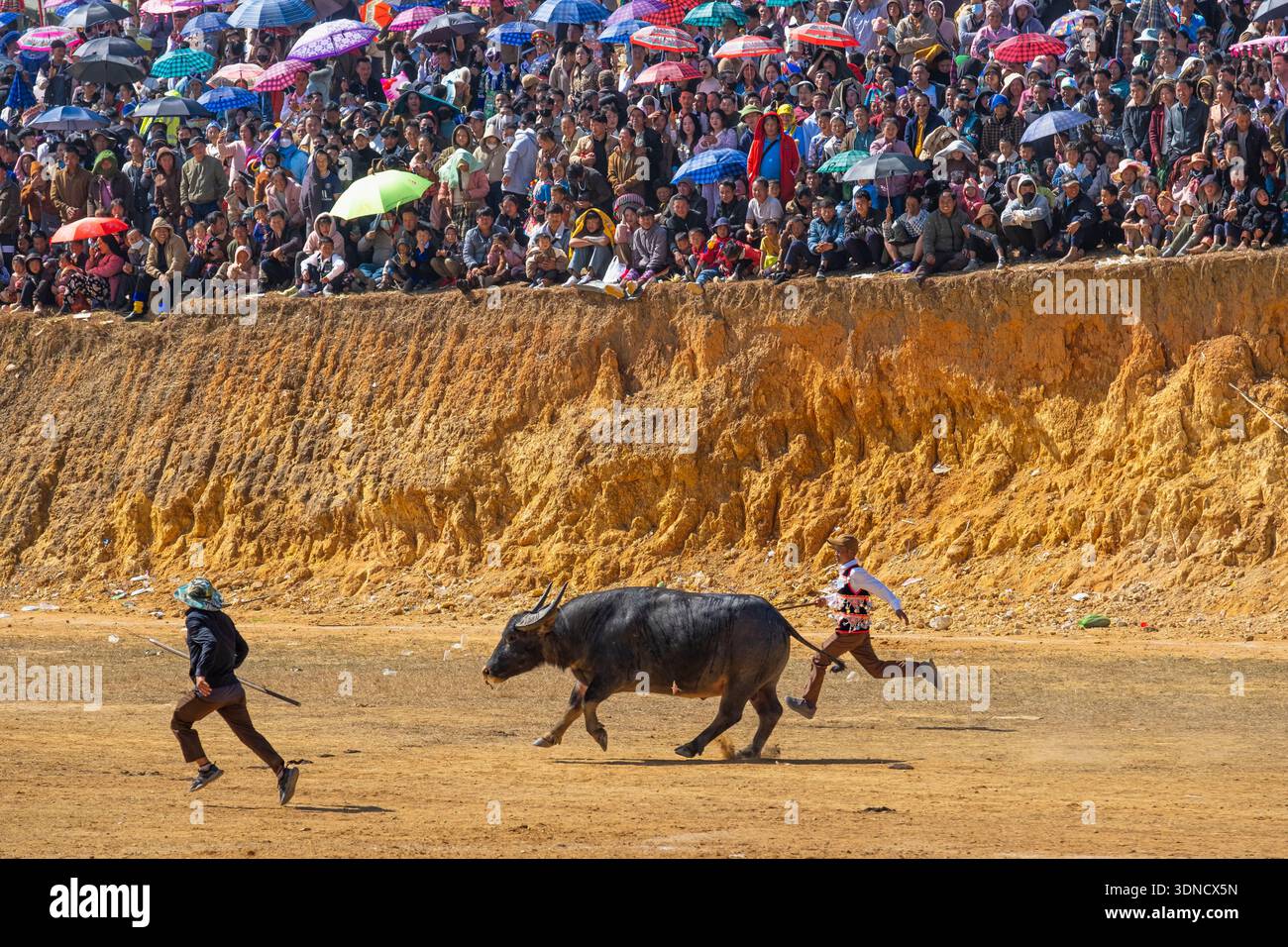 Laos, Provinz Xiangkhouang, Phonsavan, Hmong Neujahrsfeiern, Kampf gegen Stiere und Büffel Stockfoto