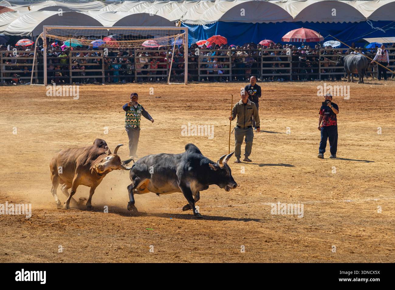 Laos, Provinz Xiangkhouang, Phonsavan, Hmong Neujahrsfeiern, Kampf gegen Stiere und Büffel Stockfoto