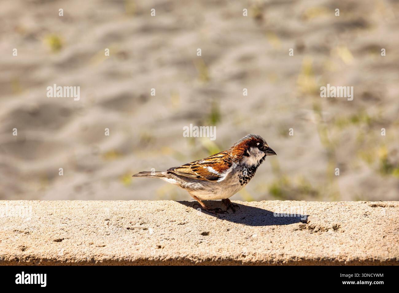 Haussperling sitzt auf einer Steinmauer Stockfoto