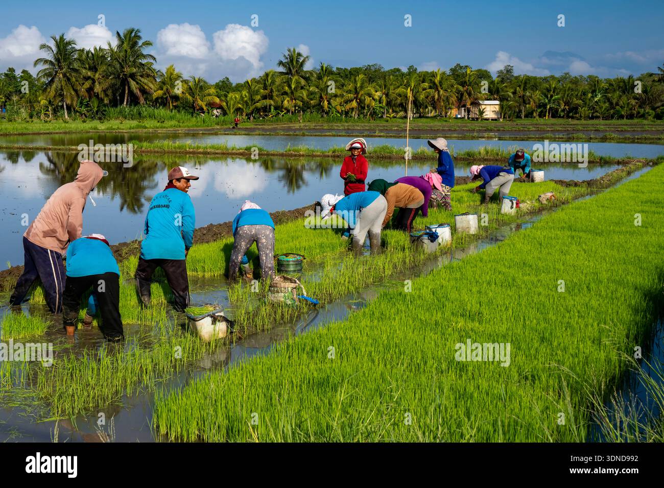 Indonesien, Bali, Jembrana, Reisfelder Stockfoto