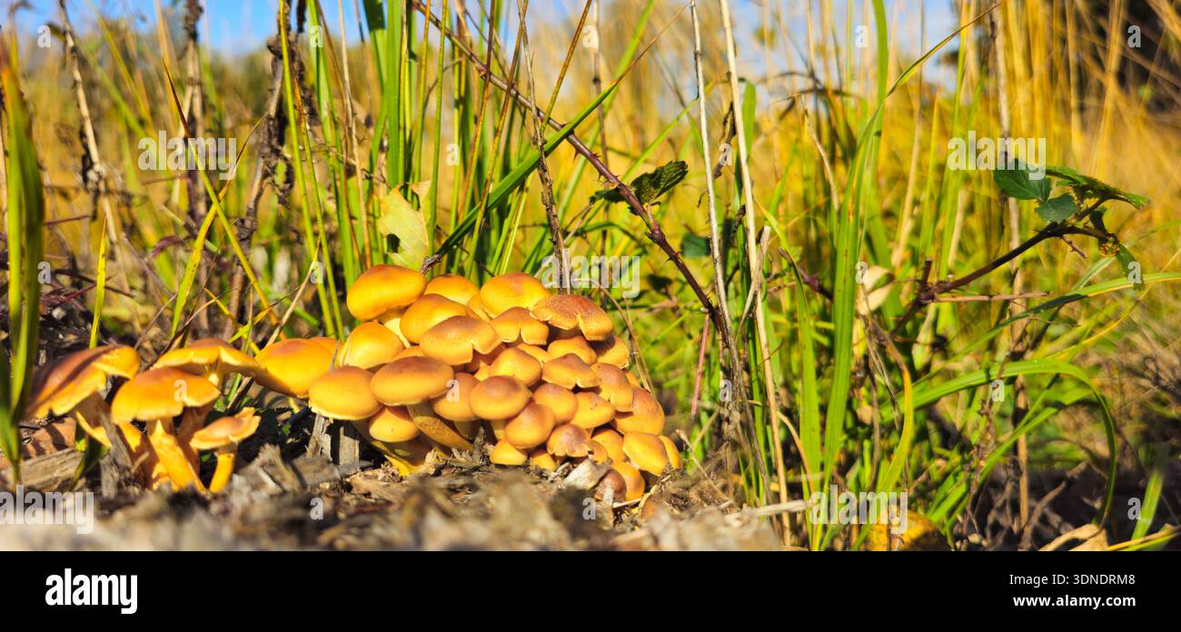 Leuchtend gelbe pilze -Fotos und -Bildmaterial in hoher Auflsung  Alamy