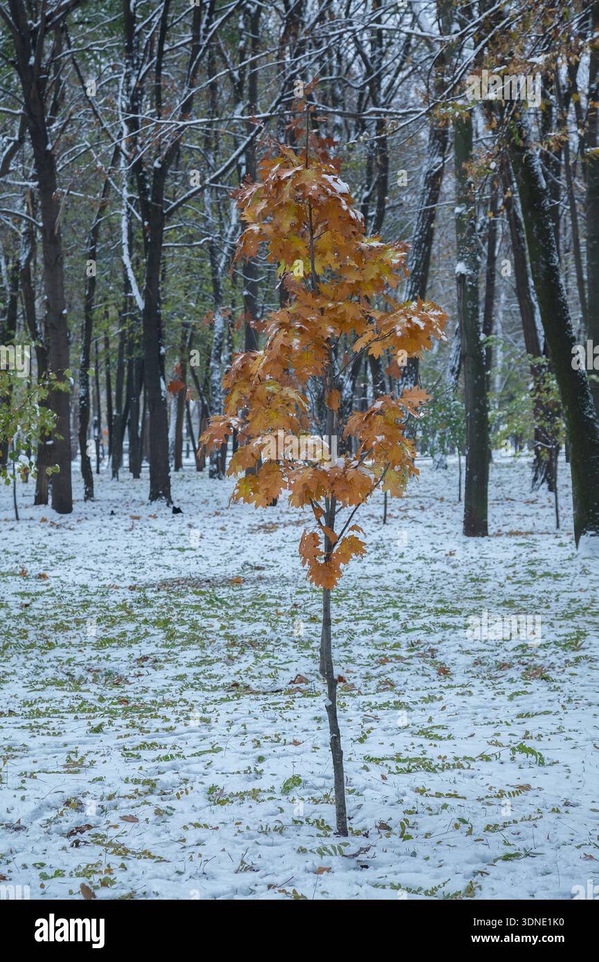 Eine junge Eiche mit gelben Blättern in einem verschneiten Park im November Stockfoto