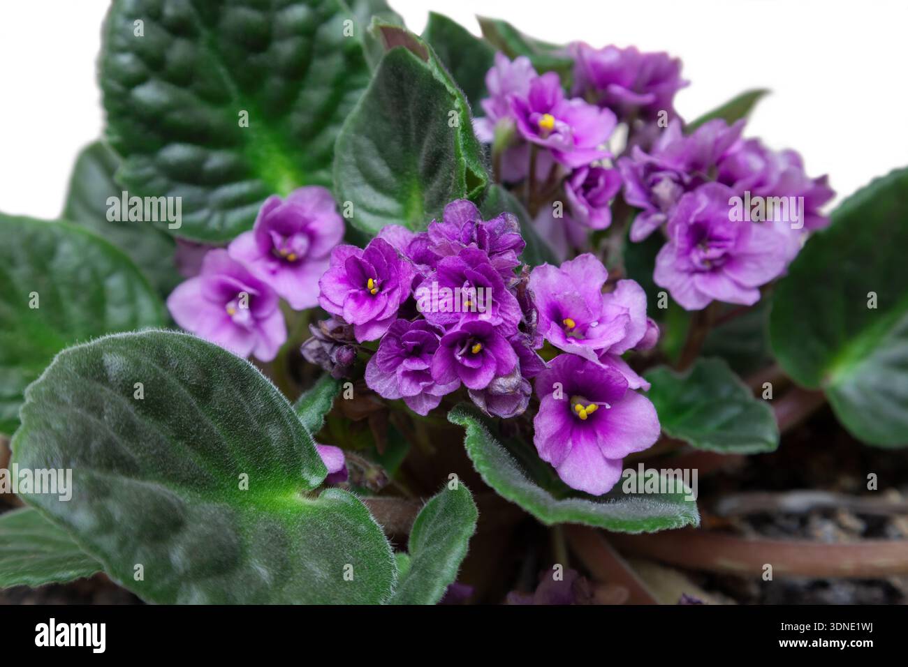 Indoor Veilchen auf weißem Hintergrund, Nahaufnahme Stockfoto