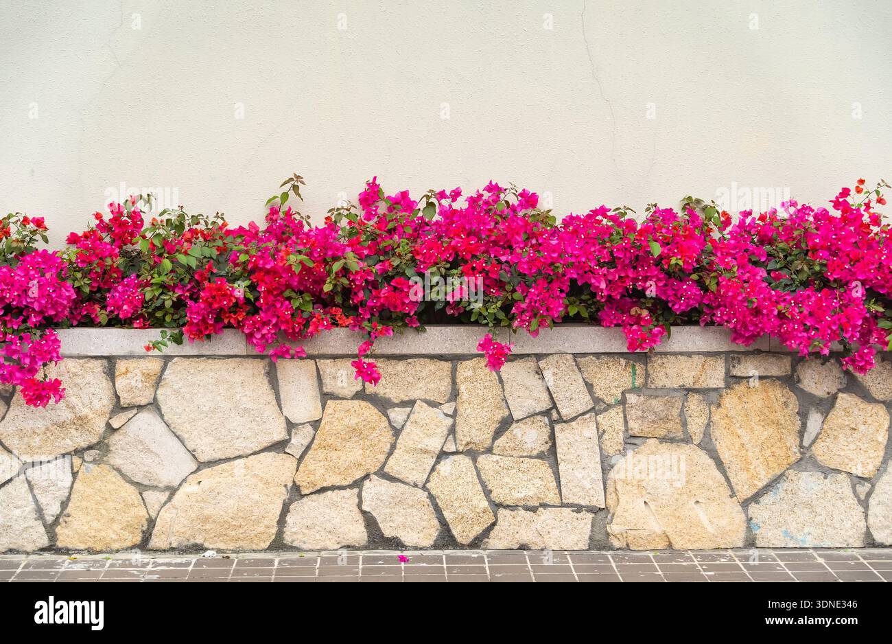 Bougainvillea-Blumen in rustikaler Gartenwand Stockfoto
