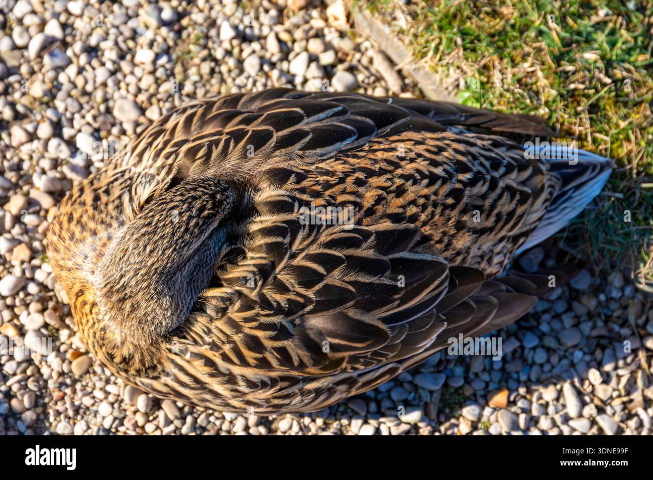 Stockenten, Mallard, Anas platyrhynchos, Mallard Ente. Weiblich Stockfoto