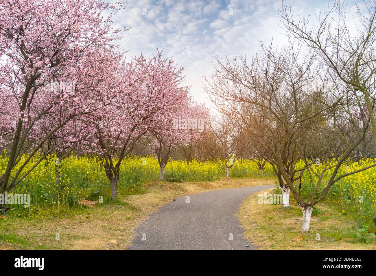 Pfirsichblüten und Rapsblüten in einem Obstgarten Stockfoto