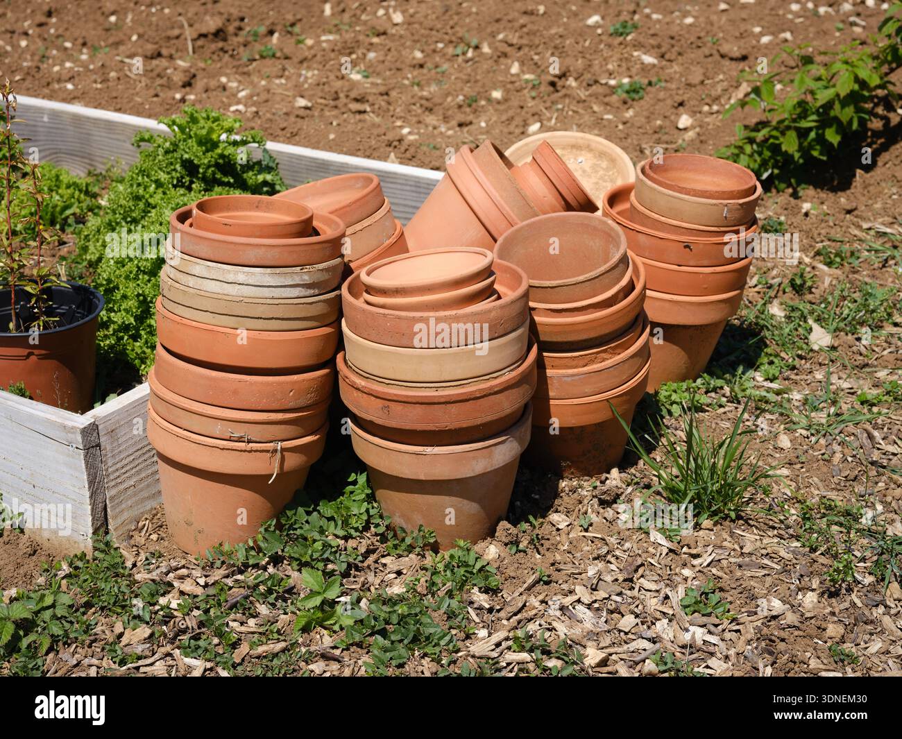 Pot de Fleur en Terre cuite dans un jardin / Terrakotta Blumentopf in einem Garten Stockfoto