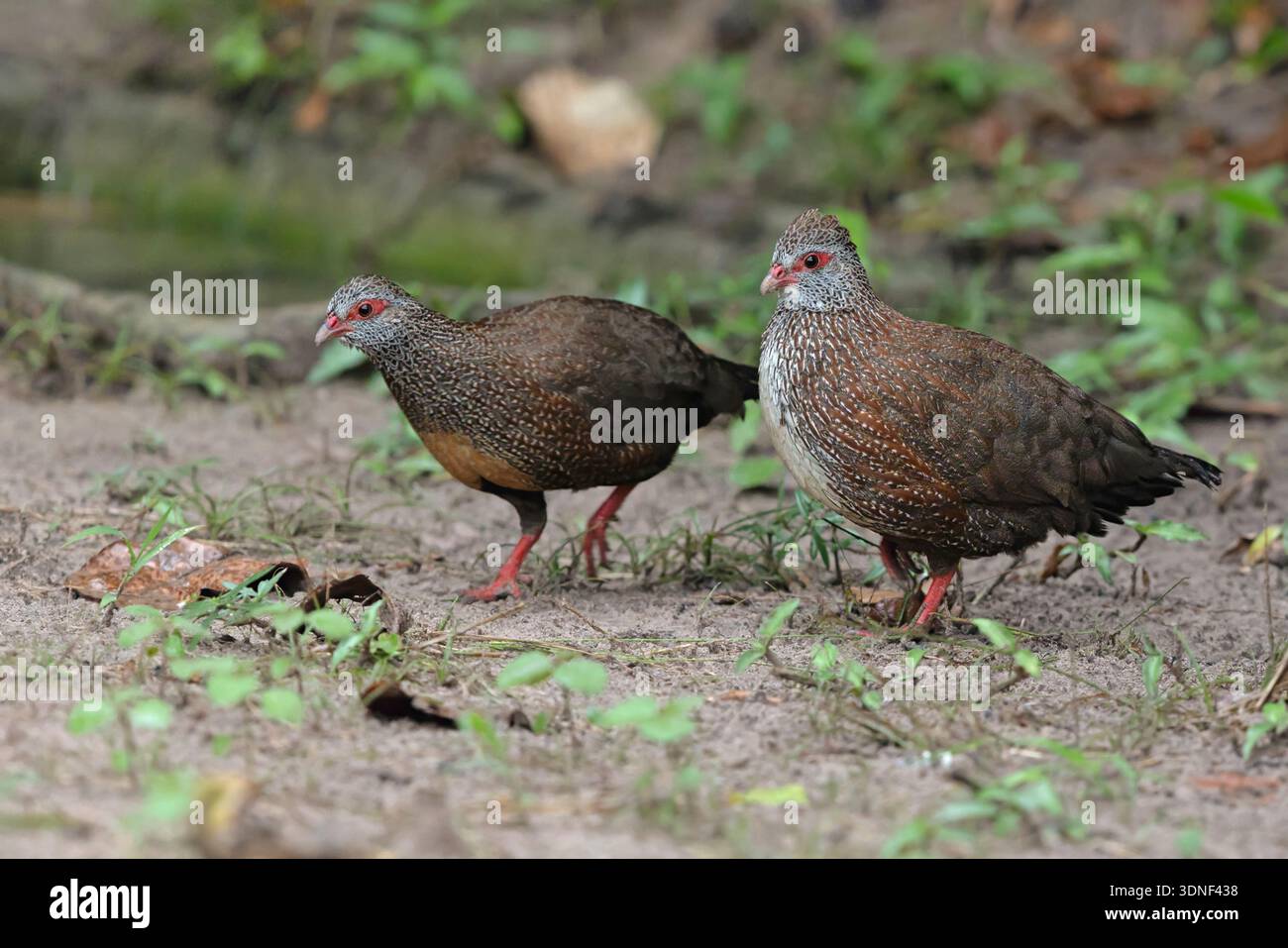 Stone Partridge, Brufut Woods, Gambia, September 2025 Stockfoto