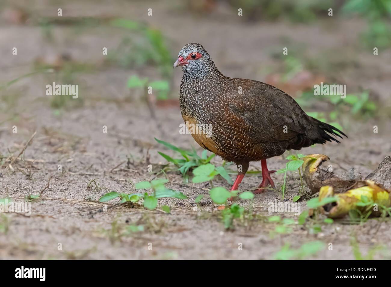 Stone Partridge, Brufut Woods, Gambia, September 2025 Stockfoto