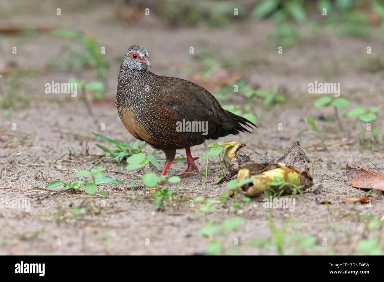 Stone Partridge, Brufut Woods, Gambia, September 2025 Stockfoto