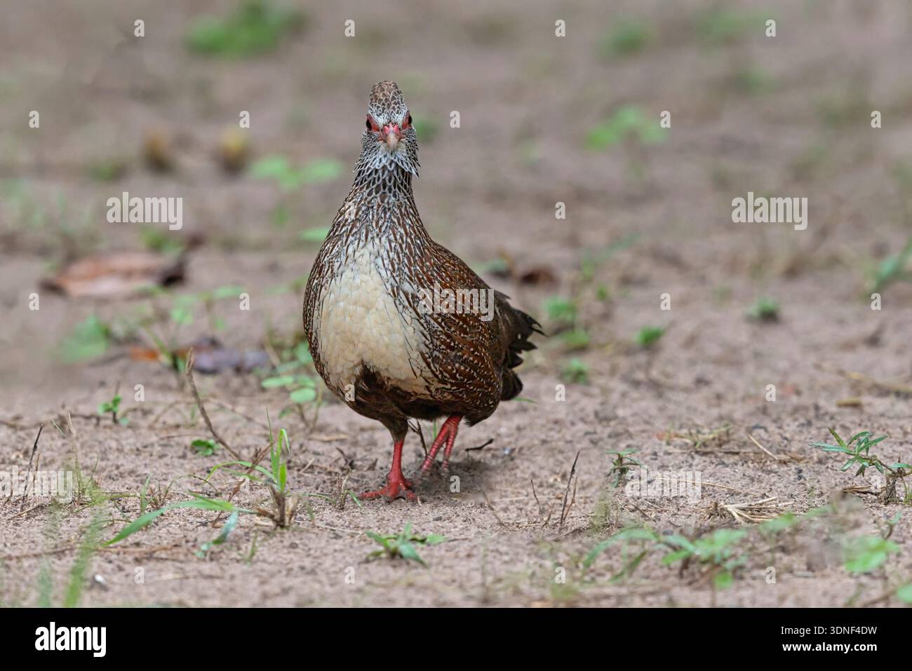 Stone Partridge, Brufut Woods, Gambia, September 2025 Stockfoto