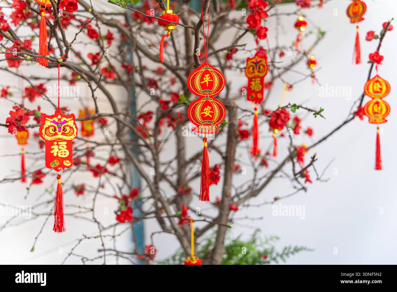 Frühlingsfest Chinesisches Neujahr Rote Karte Dekoration auf Pflaumenbaum, Kalligrafie in der mittleren Übersetzung: Frieden für das neue Jahr. Linksseitiges Wort bedeutet: Beste Wünsche Stockfoto