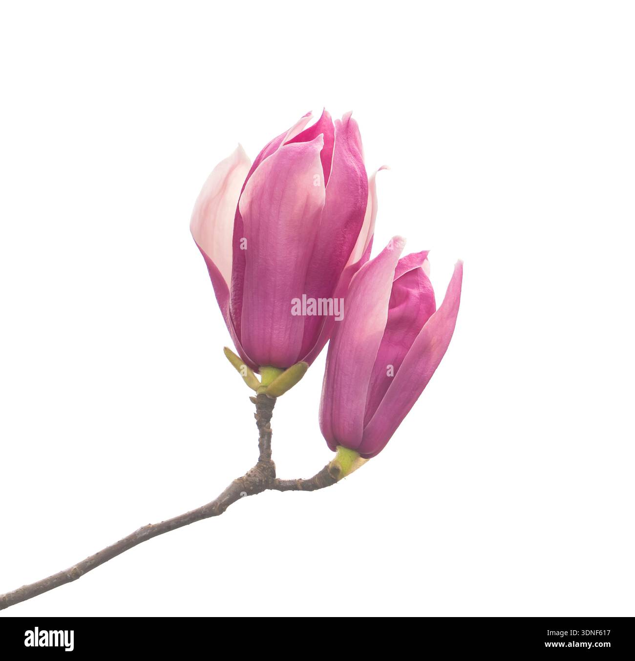 Rosa Magnolienblütenzweig isoliert auf weißem Hintergrund Stockfoto