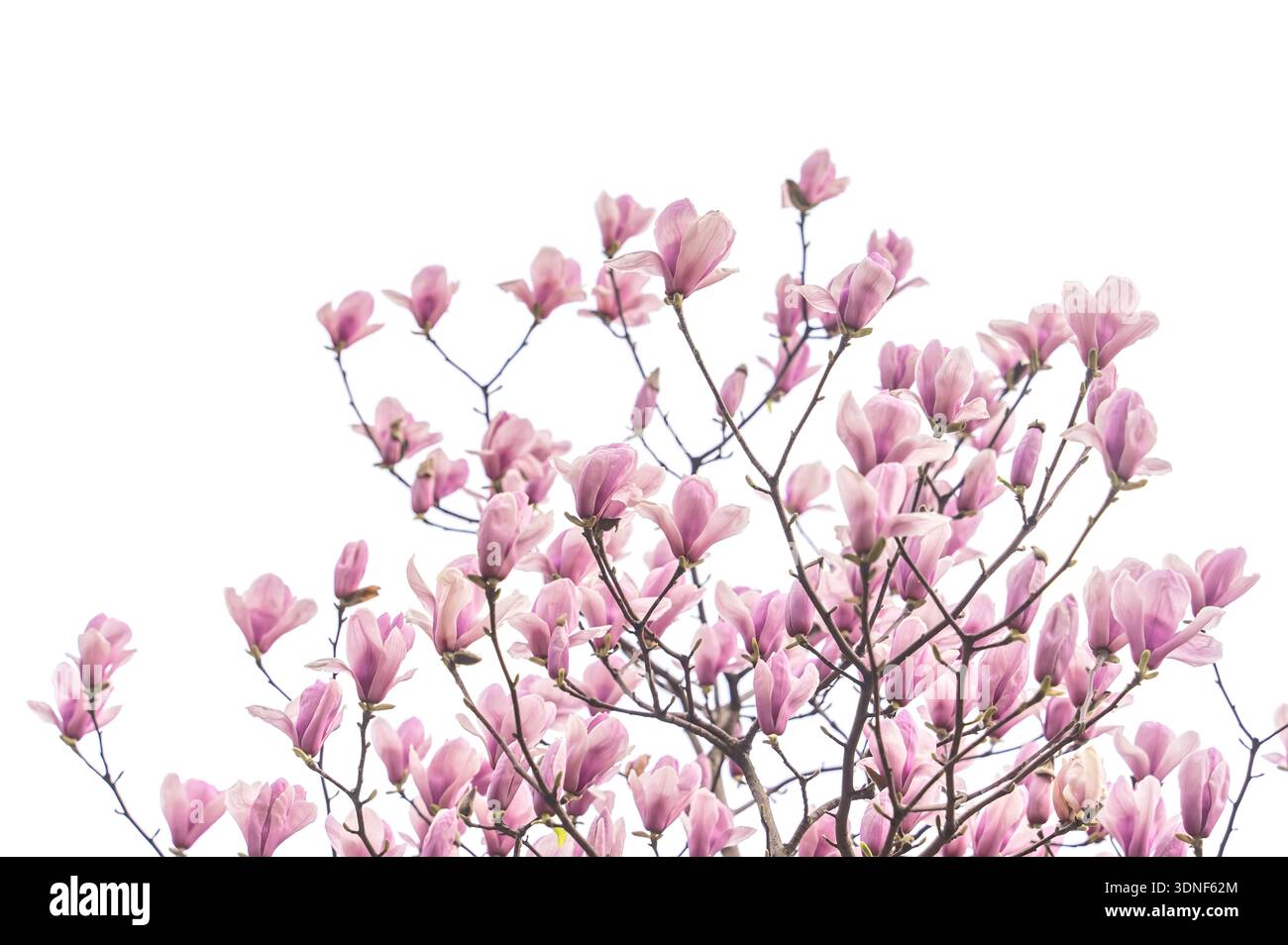 Rosa Magnolienblütenzweig isoliert auf weißem Hintergrund Stockfoto