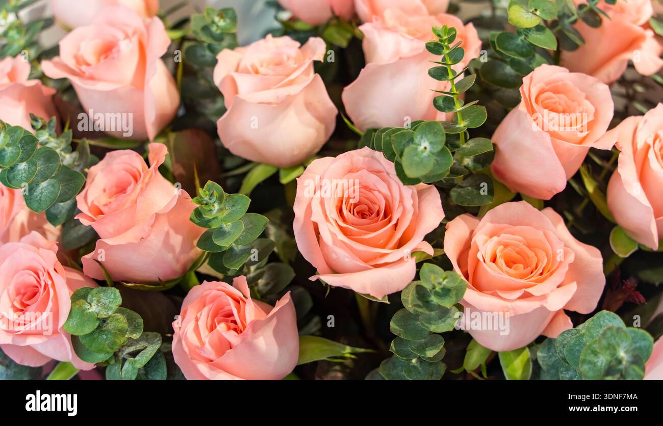 Nahaufnahme der pastellfarbenen Rosen Stockfoto
