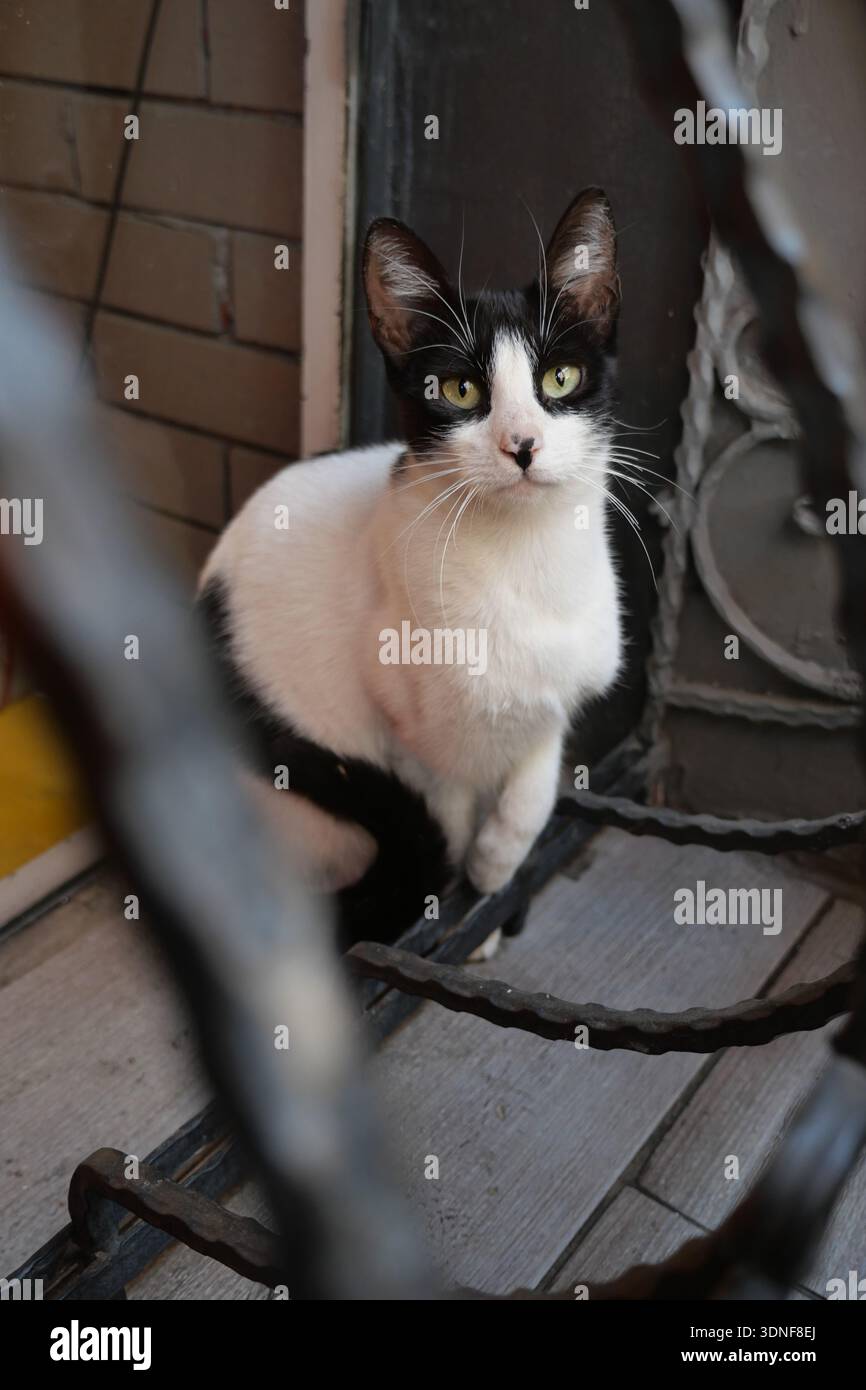 Die Katze ruht tagsüber auf dem Balkon in der Nähe des Fensters Stockfoto