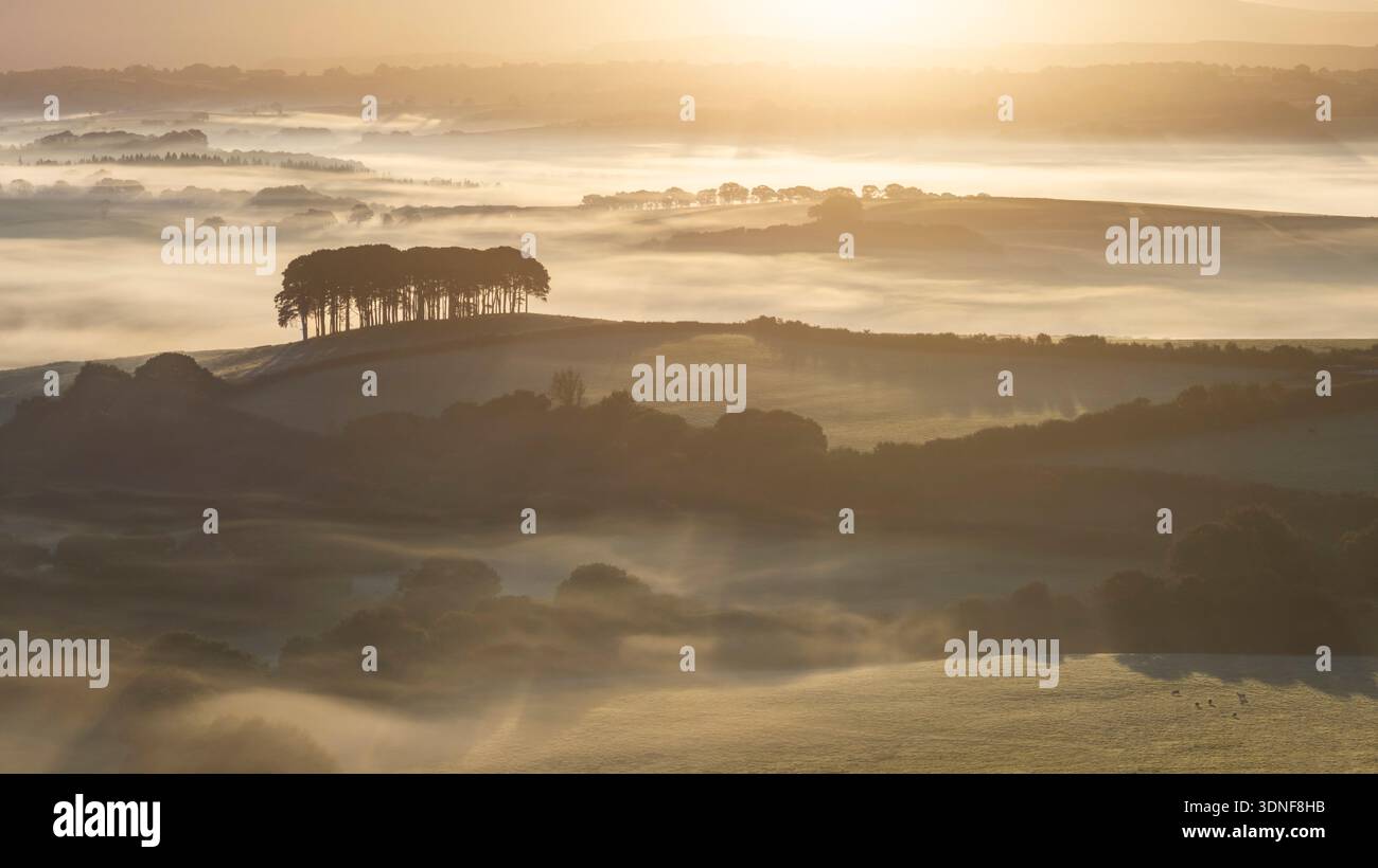 Nebellandschaft bei Sonnenaufgang mit Blick auf Cookworthy knapp, Lifton, Devon, Großbritannien. Herbst (September) 2025. Stockfoto