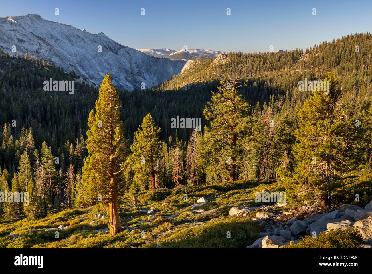 Kiefernwald im Yosemite National Park, Kalifornien, USA. Sommer (August) 2025. Stockfoto