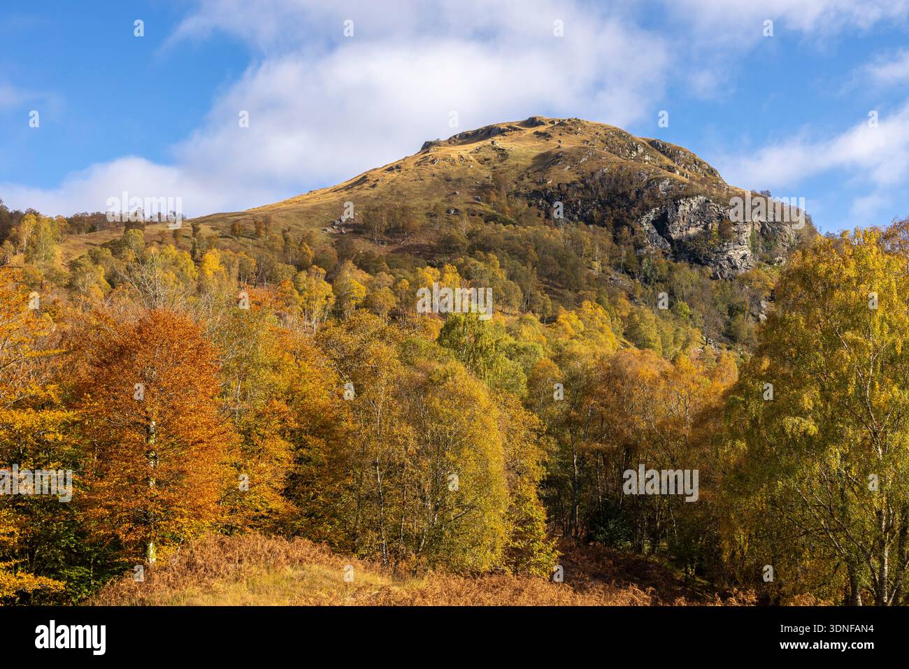 Meall an Doire Dharaich Berg über herbstlichen Laubbäumen, Kinlochleven, Schottland. Herbst (Oktober) 2025. Stockfoto