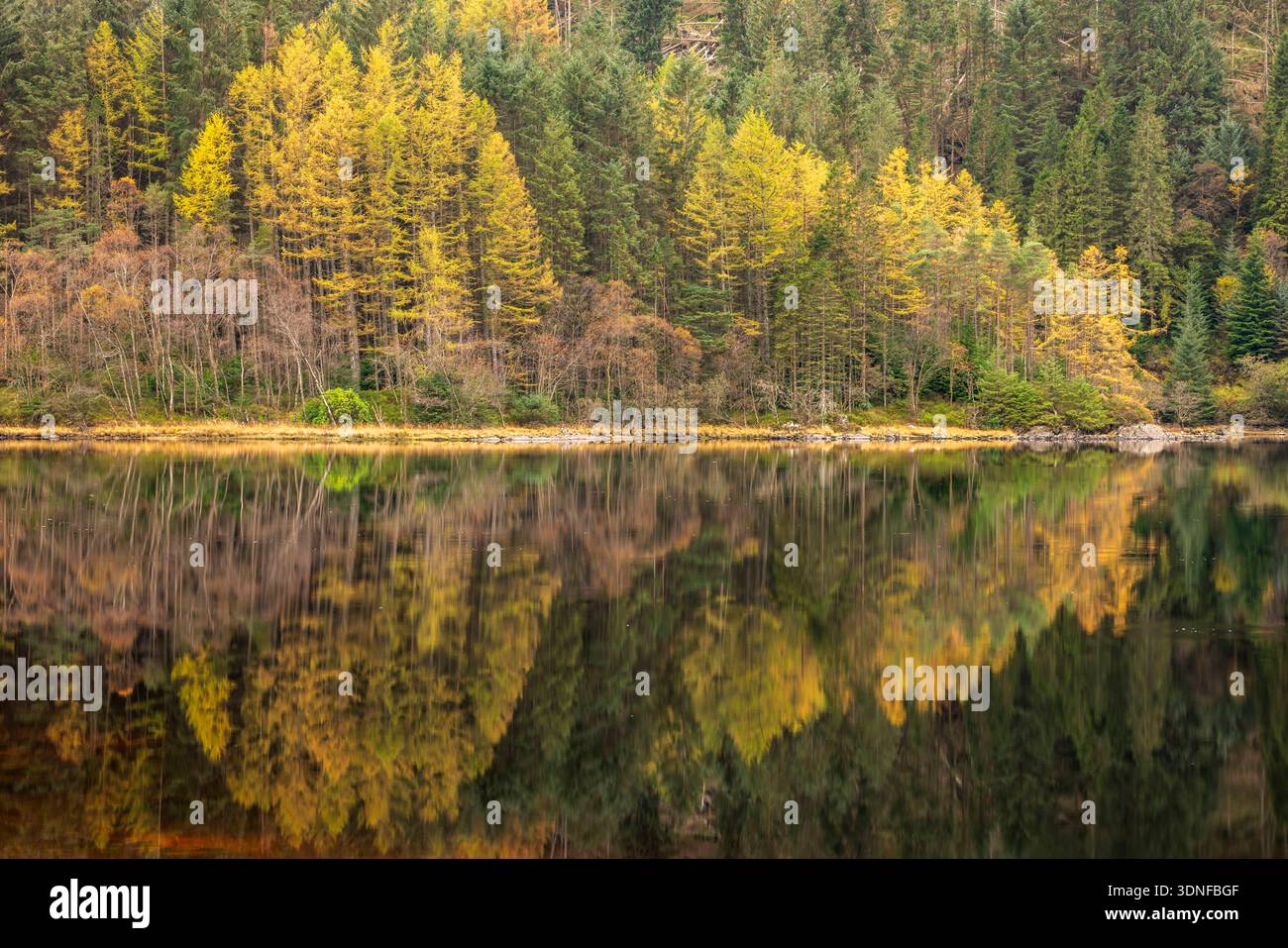 Reflexionen herbstlicher Lärchenbäume am Loch Chon in Loch Lomond und im Trossachs National Park, Stirling, Schottland. Herbst (Oktober) 2025. Stockfoto