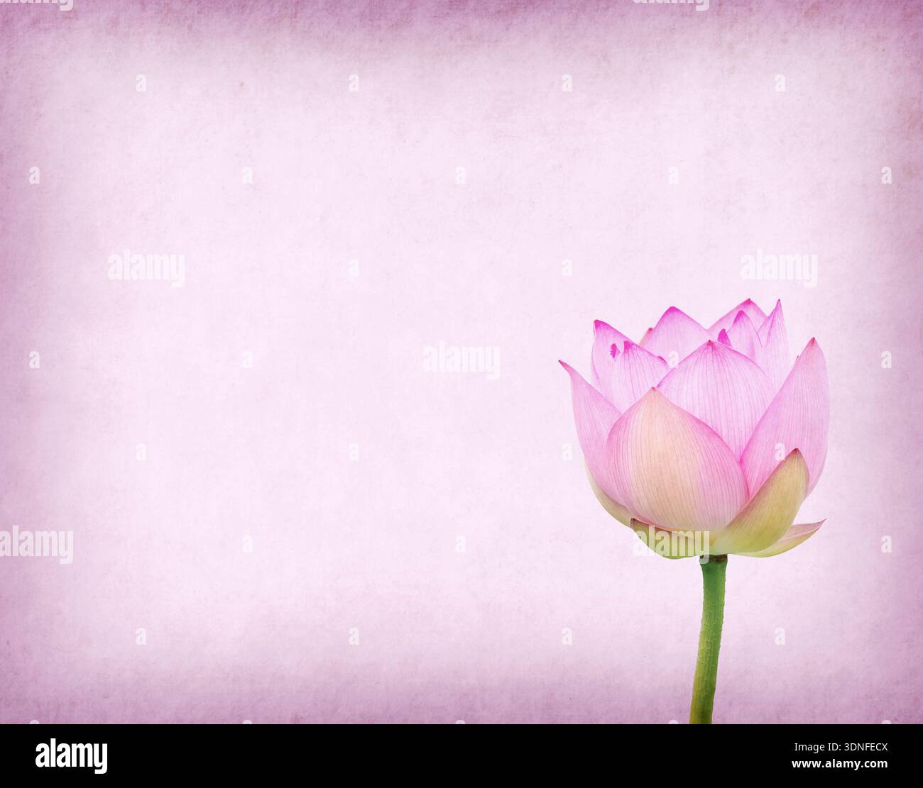 Lotus auf dem alten Grunge Papierhintergrund Stockfoto