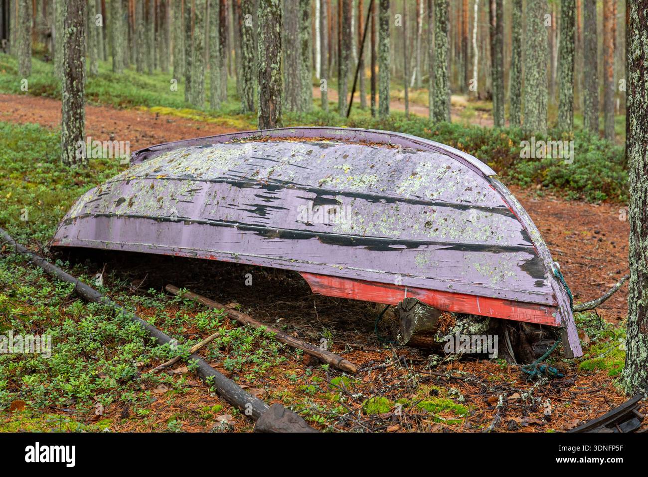 Verfallendes, violettes Holzruderboot im ländlichen Rovaniemi, Finnland Stockfoto