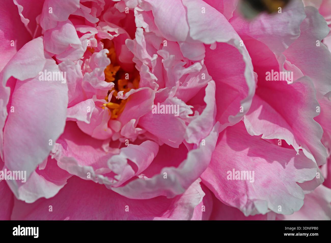 Nahaufnahme der weichen Rüschenblätter einer doppelten rosa Pfingstrose (Paeonia Lactiflora), die sich auf die Mitte der Blüte konzentriert. Vollformatbild mit Sonnenlicht Stockfoto