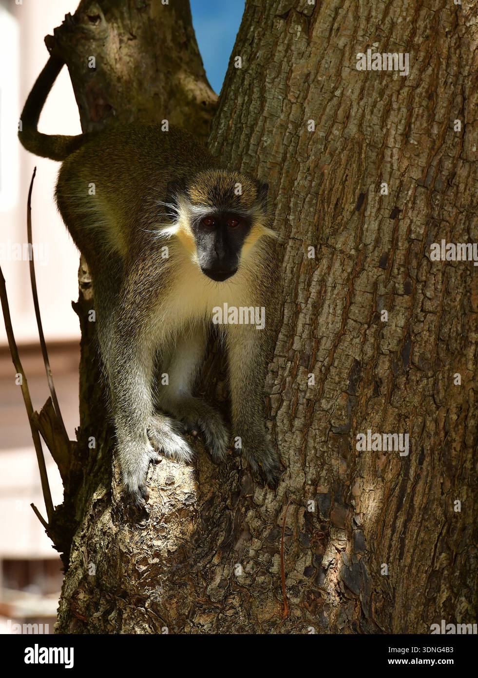 Grüner Affe (Chlorocebus sabaeus) Stockfoto