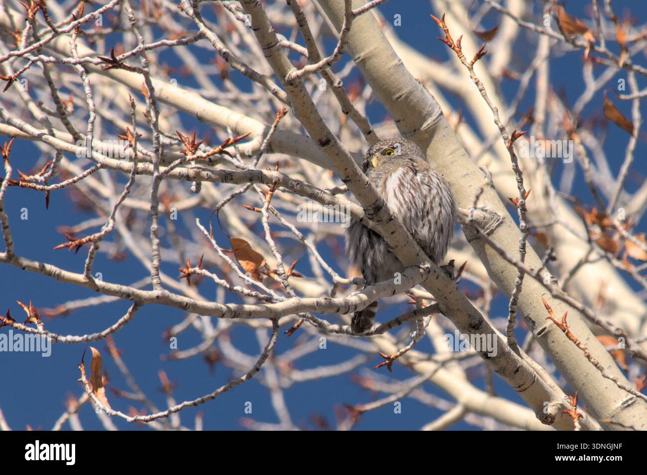 Nördliche Zwergeize, die tagsüber auf einem Baum sitzt, mit Winterlaub Stockfoto