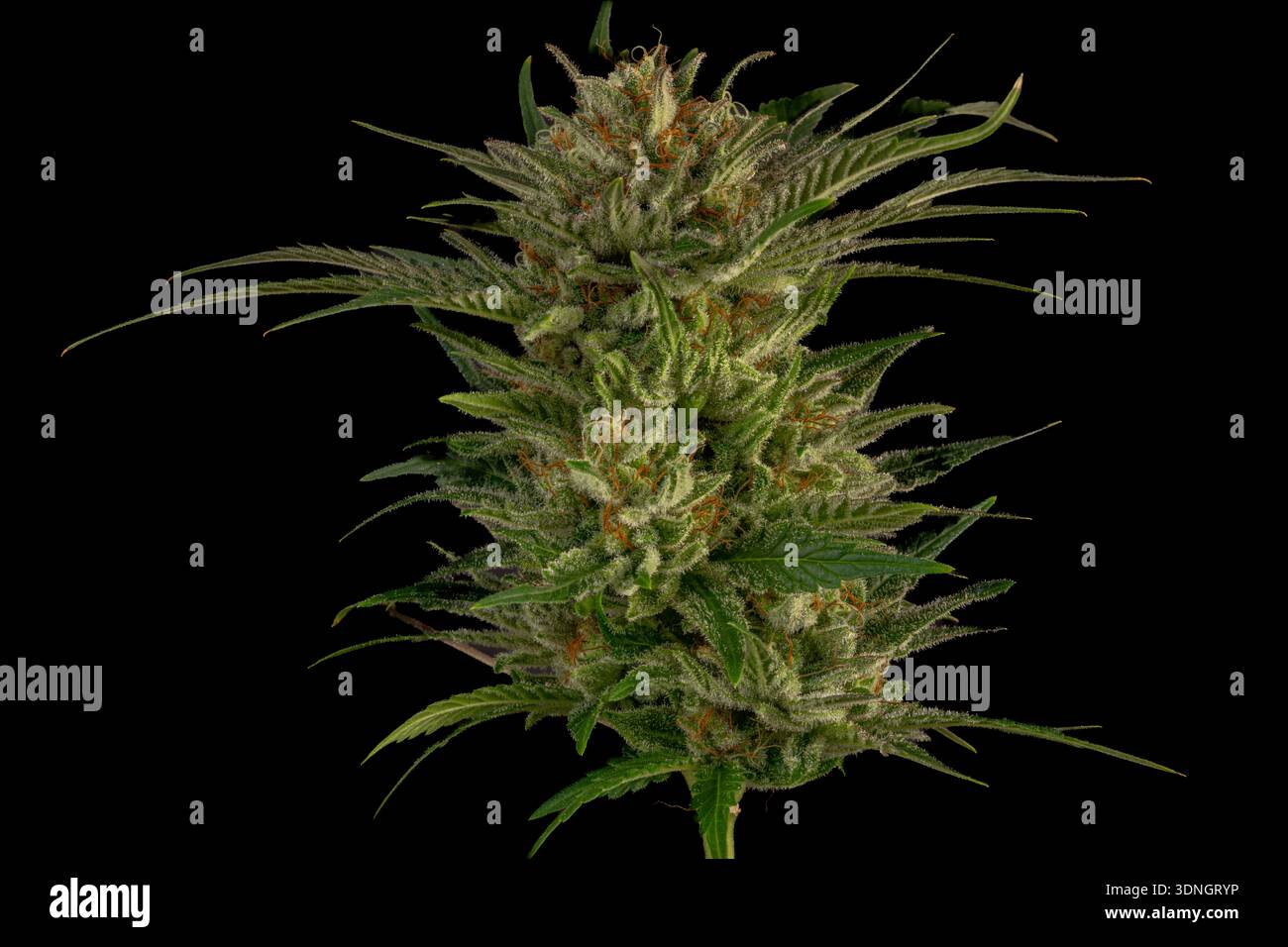 Reife Marihuana-Blüte spezielle Königin-Sorte mit schwarzem Hintergrund Stockfoto