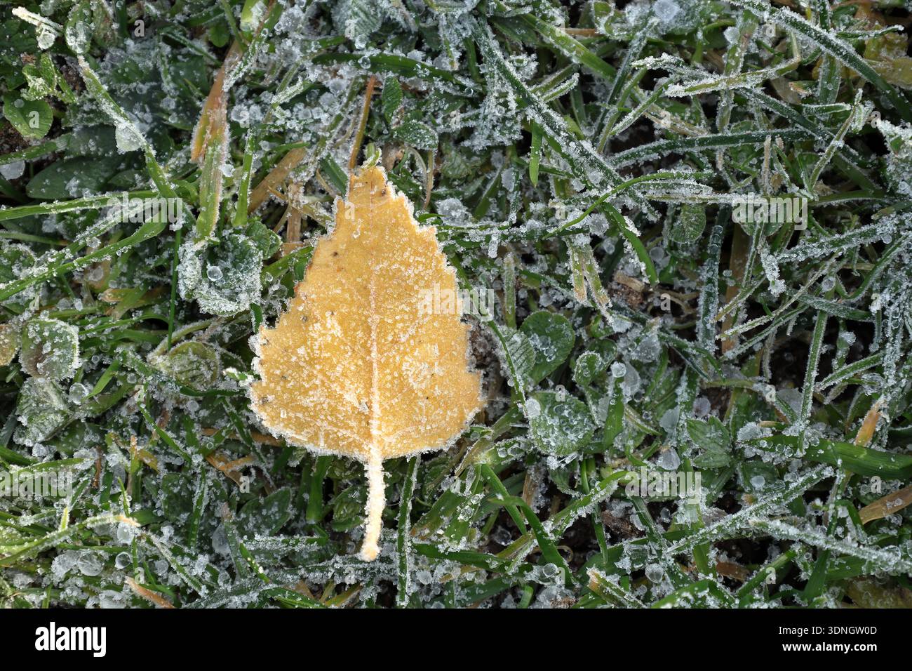 Ein frostiges gelbes Blatt auf einem gefrorenen Rasen. Frühwinterfoto. Stockfoto