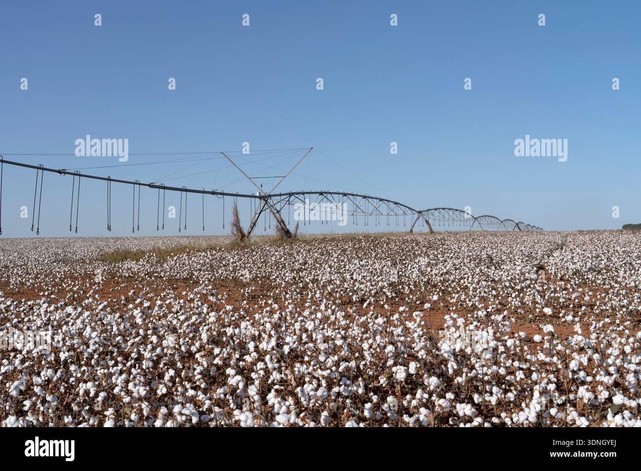 Pivot-Bewässerungssystem in einem Feld aus reifer Baumwolle, bereit für die Ernte, an einem sonnigen Sommertag in Mato Grosso, Brasilien. Stockfoto