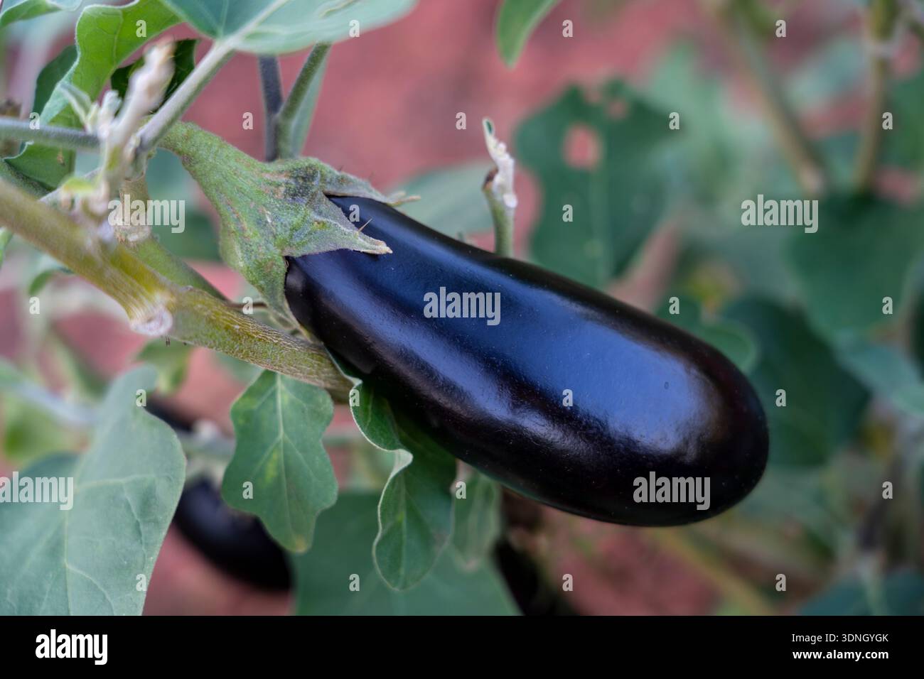Frische Bio-Auberginen-Ernte auf einem landwirtschaftlichen Familienbetrieb. Gesunde Ernährung, Nachhaltigkeit, Ernährung. Stockfoto